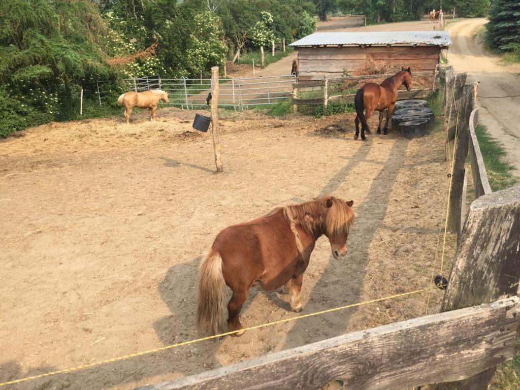 Grosse Wohnung / Haushaelfte In Peetzig Am See Angermunde Ngoại thất bức ảnh